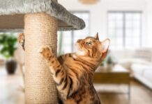 Herzlich willkommen, Samtpfote! So klappt es mit dem Einzug einer Katze