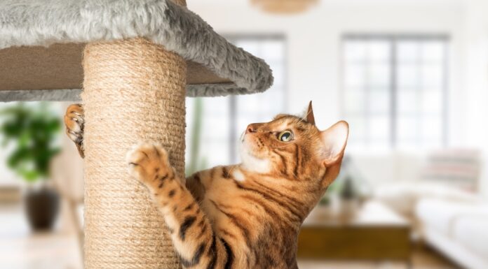 Herzlich willkommen, Samtpfote! So klappt es mit dem Einzug einer Katze